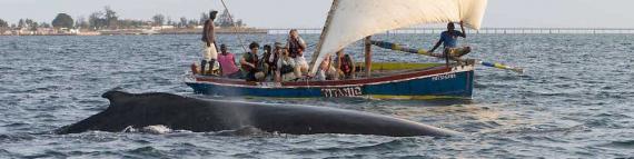 Foto de pessoas no barco a observarem uma baleia