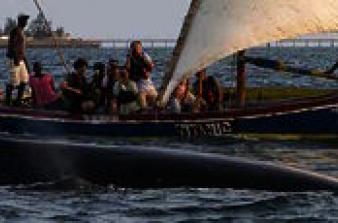 Foto de pessoas num barco à vela a observarem uma baleia